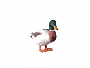 Canard