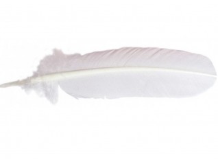 Plume d'oie blanche