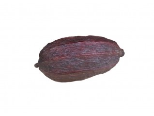 Location cabosse de cacao pour décor cubain, végétale sur la Corse, Dijon, Fougères