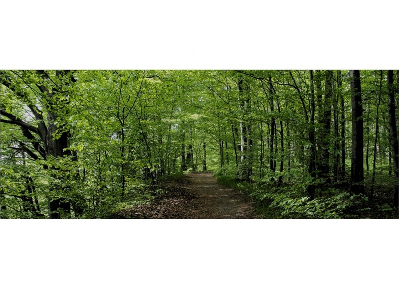 Location bâche brocéliande pour décor celtique, médiéval pour vos soirées sur Brest, Bordeau