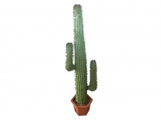 Cactus 1.40m