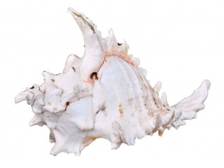 Location coquillage shell rogik pour la création de vos décors à thème exotique, cubain , plage sur Dinard