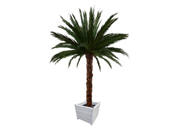Véritable palmier en location pour la création de décor événementiel, Livraison sur Ajaccio, Cholet, Pessac...