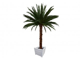 Location palmier avec bac blanc pour soirée Corsaire, Cinéma, Exotique, Oriental, Afrique, Cubain sur Vire