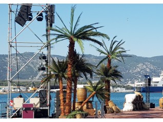 Location îlot palmier en livraison sur Marseille, Rouen, Caen pour création de décor.
