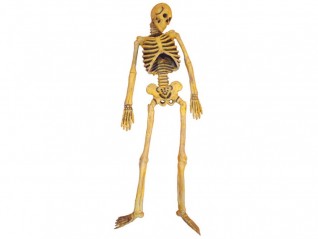 Squelette humain caoutchou, décoration pour soirée à thème pirates, livraison sur toute la France, Paris Marseille