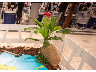 Bananier artificiel 2 troncs, matériel décoratif pour animation corsaire, exotique, plage, Lille Pléneuf