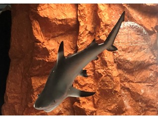Requin 1.20 m en résine décor marin dispo pour prestation thème marins, mer, Fougères, Le Mans