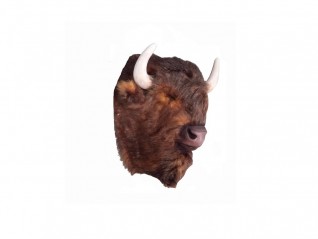 tete de bison louer par naos location pour décor à thème