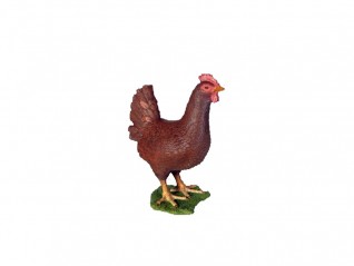 Poule marron