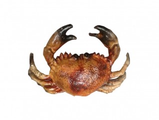 Crustacé crabe en loc pour jeux d'entreprise thématique mer, animaux marins, location partout en France, Nantes Angers